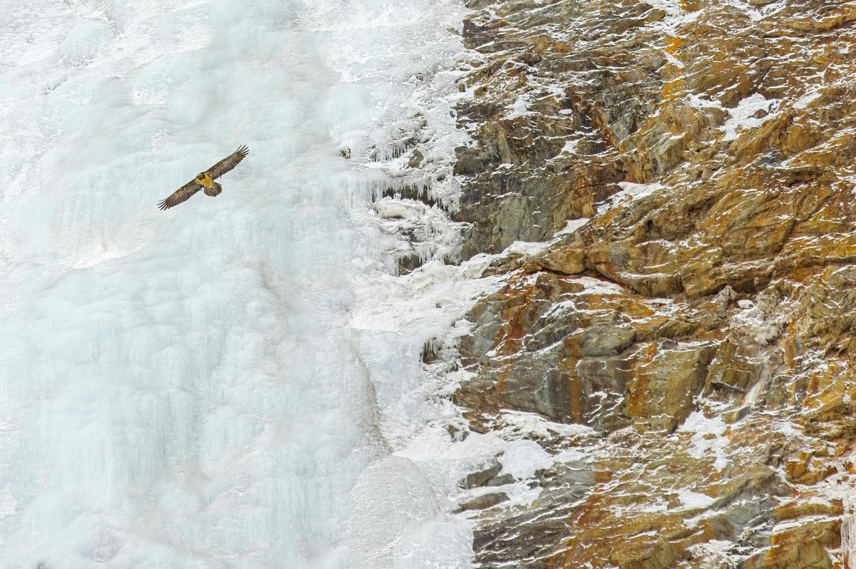 Michele Remonti si aggiudica il primo premio del XIX concorso fotografico Minimal - Il minimalismo nella fotografia naturalistica di Fondation Grand Paradis