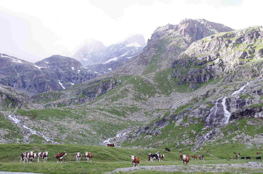 Tea, svolta europea per l'agricoltura: Coldiretti Valle d'Aosta applaude il via libera