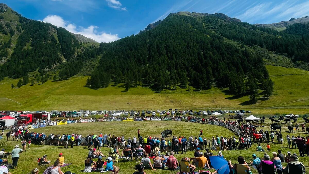 Al via la stagione estiva delle Batailles de Reines: a Vertosan torna il rito delle "Regine", 103 bovine pronte a sfidarsi nel cuore della tradizione valdostana