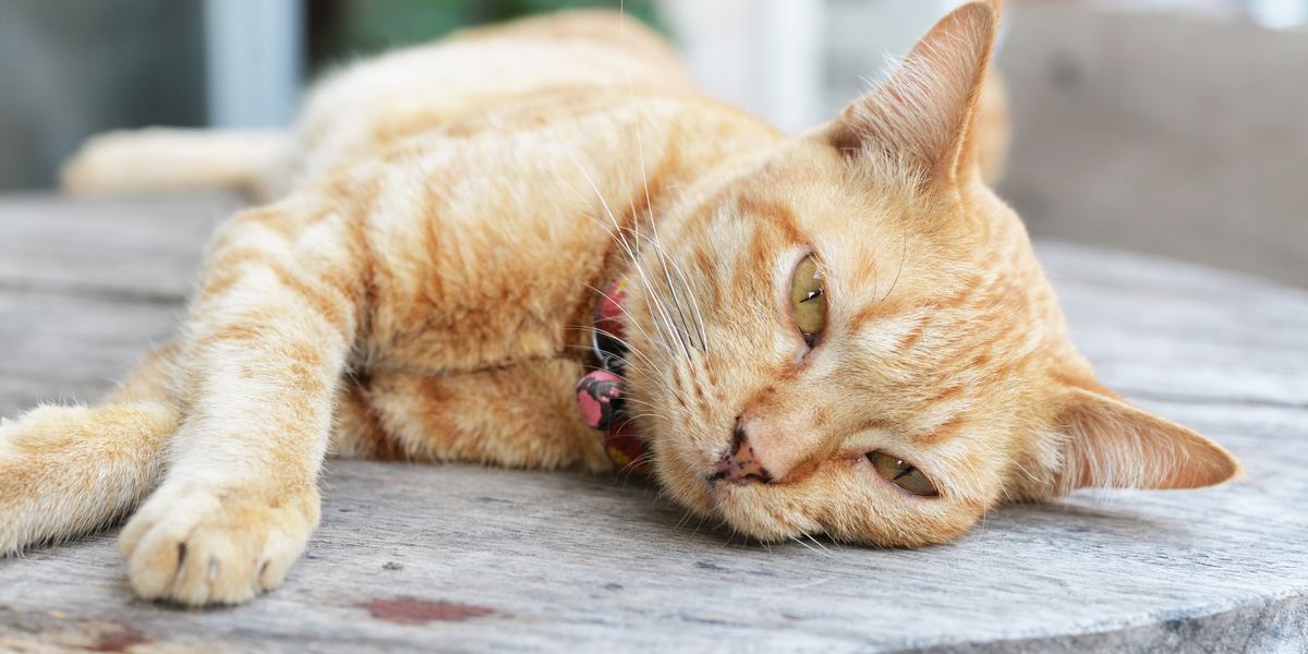 猫はCTと時間外の介入でキュレーションを受けて、内部統制は医師を否定するだろう-Valledostaglocal.it