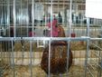 Gallina Sebright