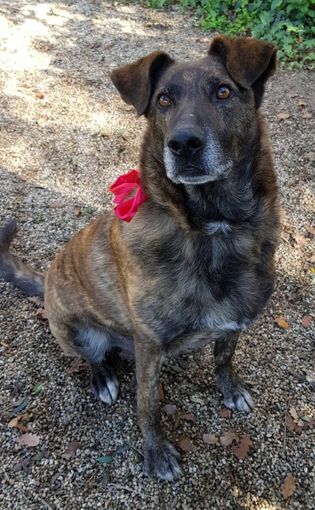 GAETANO CAGNOLONE D'ORO CERCA CASA GAETANO CAGNOLONE D'ORO CERCA CASA