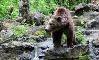 Orso abbattuto a Yellowstone, aveva imparato a rubare cibo a campeggiatori Orso abbattuto a Yellowstone, aveva imparato a rubare cibo a campeggiatori