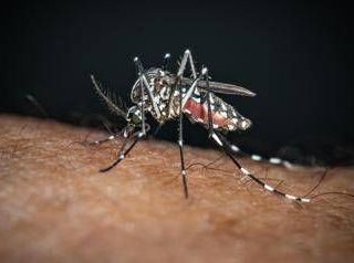 Chikungunya, il 'caso zero' nel bolognese è importato: nessuna infezione autoctona Chikungunya, il 'caso zero' nel bolognese è importato: nessuna infezione autoctona