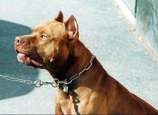 Pitbull attacca padrone e viene ucciso, il veterinario: "Cane non educato diventa problema"