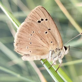 Polyommatus-humedasae