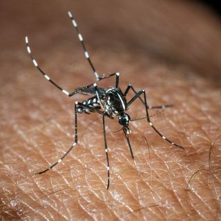 In Italia 351 casi di West Nile, 22 i decessi