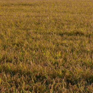 Agricoltura, Assofertilizzanti “Da stop urea rischio perdite fino a 45%”