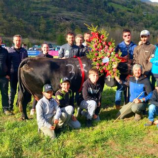 BATAILLES DE REINE: LE REGINE DI PASQUETTA SONO GUIZZA, NEGRO’ E ZARA