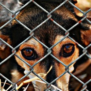 Ogni Vita conta: il valore silenzioso dei diritti animali