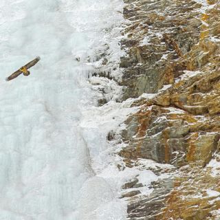 Michele Remonti si aggiudica il primo premio del XIX concorso fotografico Minimal - Il minimalismo nella fotografia naturalistica di Fondation Grand Paradis