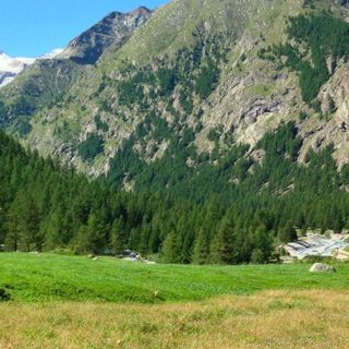 Il bosco dei campioni: l’abbraccio tra sport e natura a Cogne