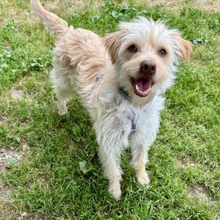 Quattro zampe in cerca di un focolare amorevole