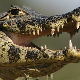 Crocodilus, il cecchino dei conti bancari: ti svuota il portafoglio mentre dormi