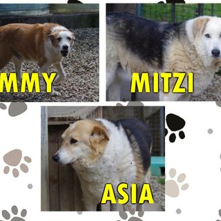 Quattro zampe in cerca di focolare amorevole