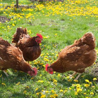 In Svezia non ci sono più galline allevate in gabbia