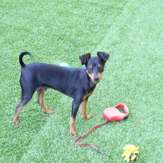 Charlie vittima della violenza di un pitbul e dell'incapaci del proprietaro di gestirlo