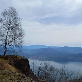 L'Albero (ph. Mauro Carlesso)