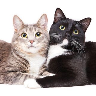 Deux cailloux, deux chats et 1500 francs: la justice zurichoise tranche