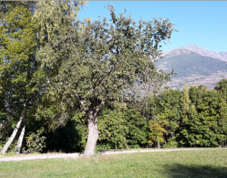 L’impegno del Museo di Scienze Naturali Eﬁsio Noussan, per la salvaguardia della “Ravèntse”, antica varietà di melo autoctona
