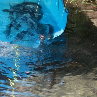 Anno 2025 – Nuove reintroduzioni di trota marmorata nei siti di intervento del progetto europeo Life GrayMarble