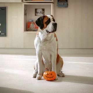 Halloween à Barryland