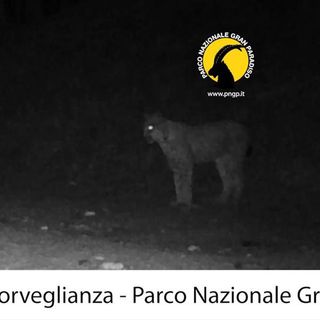Il ritorno del fantasma dei boschi: la lince avvistata nel Parco del Gran Paradiso
