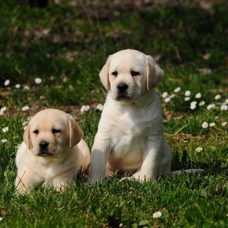 Labrador INTIPAMA : quando la passione diventa un lavoro