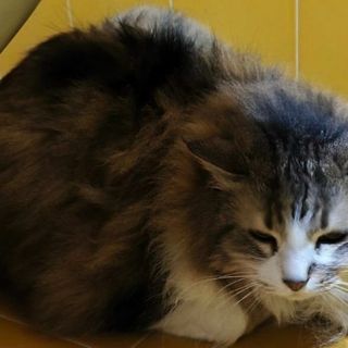 Mici in cerca di affetto