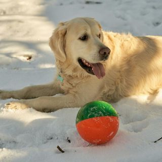 Displasia dell'Anca nel Cane: Come Riconoscerla e Come Trattarla