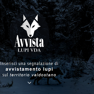 Avvistamenti di lupi: attivata l’app regionale per le segnalazioni