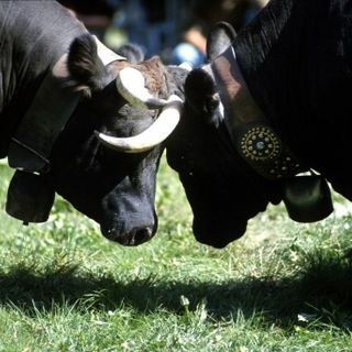 Élection du Conseil d’administration de l’Association Régionale Amis des Batailles de Reines pour la période 2026–2029