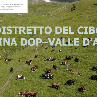 Fontina, il distretto come argine e rilancio: la scommessa valdostana sulla sua Dop più identitaria