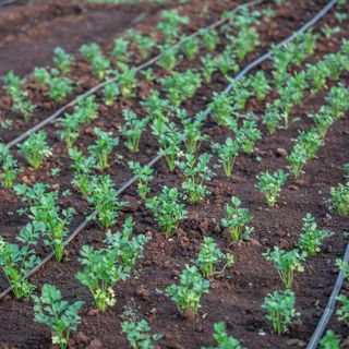 Irrigazione intelligente per orti e giardini di montagna: come gestire l'acqua in quota