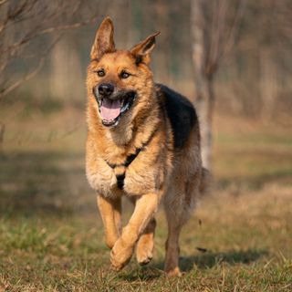 Dall'Arca di Piera onlus, Via Valgioie 34, località Prabernasca, Rivalta(To).