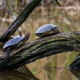 San Valentino e gli amori bestiali, nelle oasi WWF