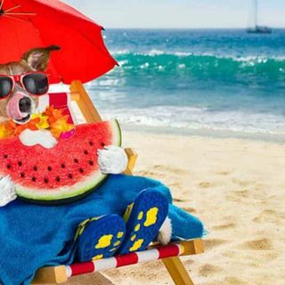 Estate con gli amici animali, prevenzione e attenzione per proteggerli dal calore