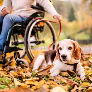 Carico fiscale eccessivo su milioni di famiglie italiane con animali d’affezione