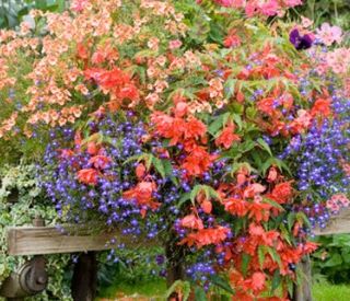 Bella composizione floreale all'aperto. Nella galleria fotografica i bambini alle prese con la realizzazione di un orto scolastico