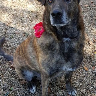 GAETANO CAGNOLONE D'ORO CERCA CASA
