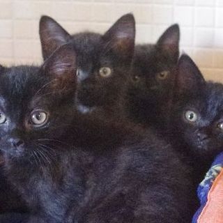 Quattro zampe piemontesi in cerca di focolare amorevole