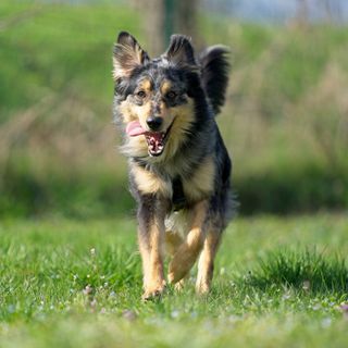 Quattro zampe in cerca di casa