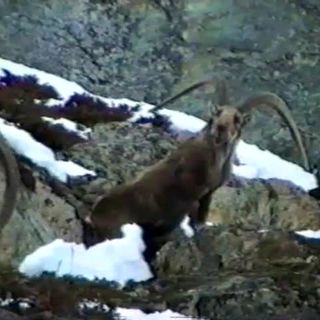 SULTANO: La storia raccontata dal Parco Nazionale del Gran Paradiso