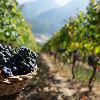Vendemmia 2025 in Valle d’Aosta: qualità e tradizione tra le montagne