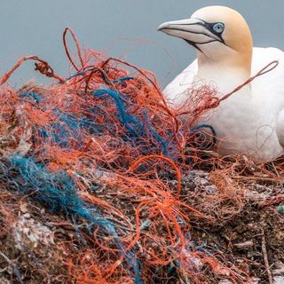 PAPA: Crisi ecologica, non c’è più tempo per aspettare, bisogna agire