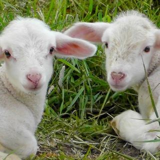 Crolla del 40% la richiesta di carne di agnello