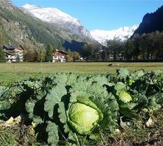 Una strategia unica Piemonte-Valle d'Aosta per il rilancio dell'agricoltura