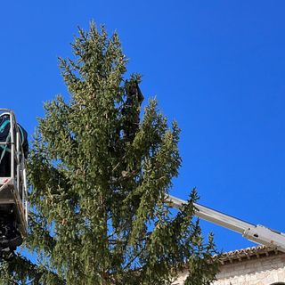 Iniziato l'addobbo dell'albero donato dalla Valle d'Aosta a San Francesco