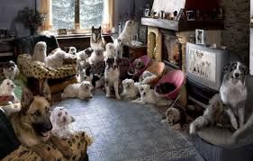 Animali domestici in condominio si può