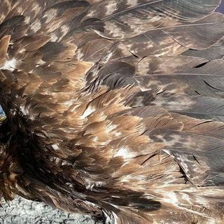 Guardaparco Gran Paradiso salvano un’aquila reale